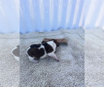 Small #21 Rat Terrier
