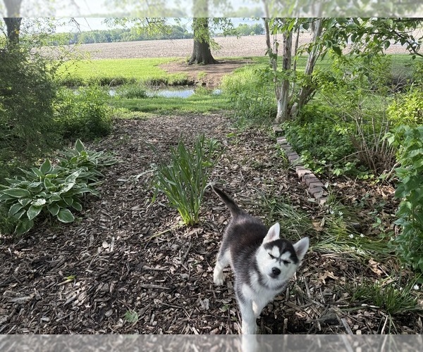 Medium Photo #11 Siberian Husky Puppy For Sale in ALTON, IL, USA