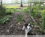 Small Photo #11 Siberian Husky Puppy For Sale in ALTON, IL, USA