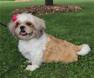 Mother of the ShihPoo puppies born on 07/12/2025