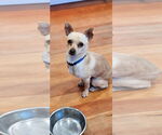 Small #1 Chihuahua Mix