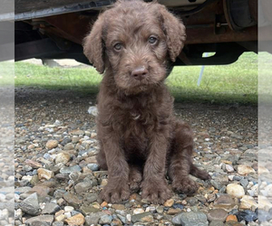 Labradoodle Puppy for sale in AVERY, TX, USA
