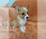 Puppy Short cake Pembroke Welsh Corgi