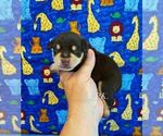 Image preview for Ad Listing. Nickname: Ace