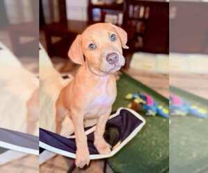 American Pit Bull Terrier-Labrador Retriever Mix Dogs for adoption in Lakewood, CO, USA