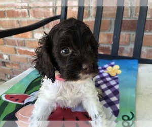 Cock-A-Poo Puppy for sale in HOLDEN, MO, USA