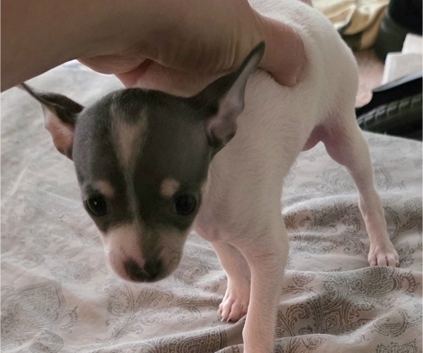 Medium Photo #8 Chihuahua Puppy For Sale in MIDDLEBURG, PA, USA