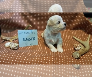 Maltipoo (Miniature) Litter for sale in BROOKFIELD, MO, USA