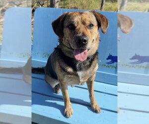 Moose - Male Mutt Dog for Adoption - Photo #8