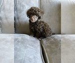 Small #20 Poodle (Toy)