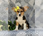 Small Photo #3 Pembroke Welsh Corgi Puppy For Sale in QUARRYVILLE, PA, USA