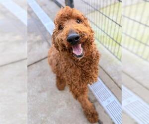 Poodle (Standard) Dogs for adoption in Sacramento, CA, USA