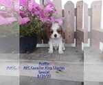 Puppy 18 Cavalier King Charles Spaniel