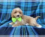 Small #5 Cavapoo (Miniature)