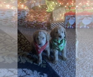 Goldendoodle Puppy for sale in GIRARD, KS, USA