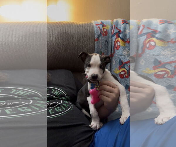 Medium Photo #3 American Staffordshire Terrier-Unknown Mix Puppy For Sale in Minneapolis, MN, USA