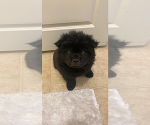 Chow Chow Puppy for sale in VICTORVILLE, CA, USA