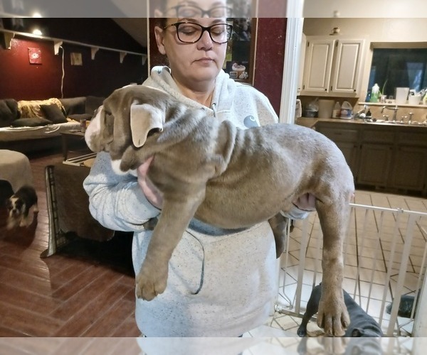 Medium Photo #2 English Bulldog Puppy For Sale in MCALESTER, OK, USA