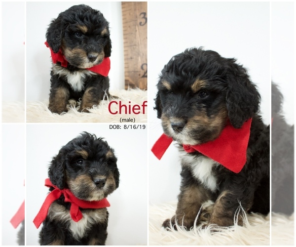 Medium Photo #1 Bernedoodle Puppy For Sale in FLOYD, IA, USA