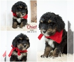 Small Photo #1 Bernedoodle Puppy For Sale in FLOYD, IA, USA