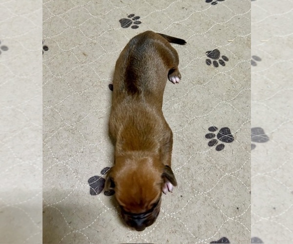 Medium Photo #13 Rhodesian Ridgeback Puppy For Sale in FAIRPLAY, CO, USA