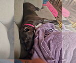 Small #11 American Pit Bull Terrier-Labrador Retriever Mix