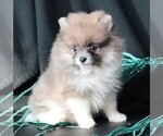 Small #6 Pomeranian