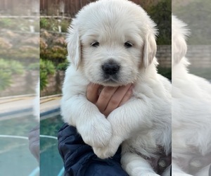 English Cream Golden Retriever Puppy for sale in THOUSAND OAKS, CA, USA