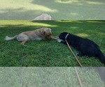Small #2 Labrador Retriever Mix