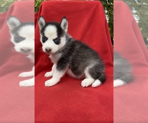 Siberian Husky Puppy for sale in DEARBORN, MO, USA