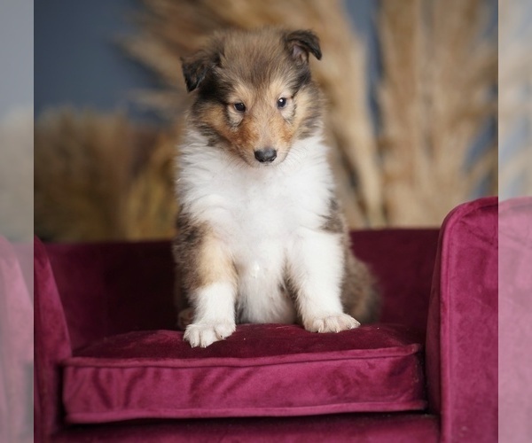 Medium Photo #12 Collie Puppy For Sale in PILOT, VA, USA