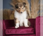 Small #11 Collie