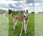 Small #3 Siberian Husky Mix