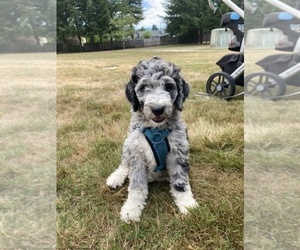 F2 Aussiedoodle Puppy for sale in YACOLT, WA, USA