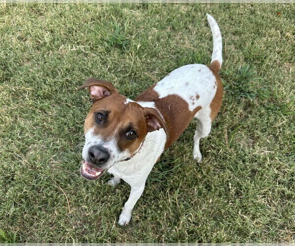 Medium Photo #1 Beagle-Unknown Mix Puppy For Sale in Evansville, IN, USA
