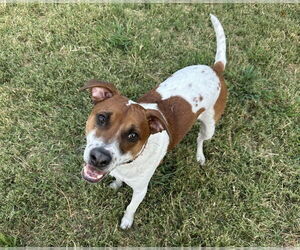 Beagle-Unknown Mix Dogs for adoption in Evansville, IN, USA