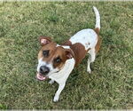 Small Beagle Mix