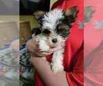 Small #12 Yorkshire Terrier