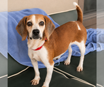 Small #5 Beagle