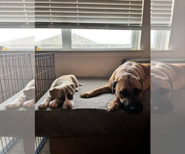 Medium Photo #4 Mutt Puppy For Sale in Greenville, SC, USA