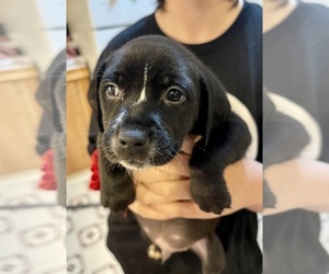 Labrador Retriever-Unknown Mix Puppy for sale in GRAND RAPIDS, MI, USA