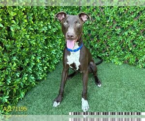 Pointer-Unknown Mix Dogs for adoption in West Palm Beach, FL, USA