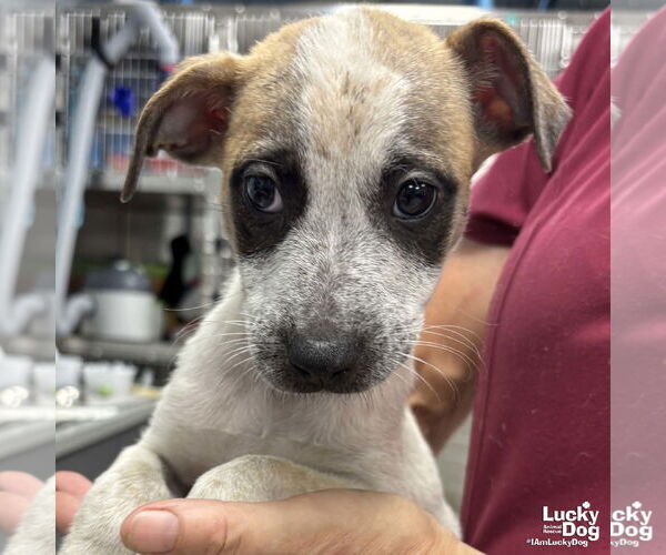 Medium Photo #3 Mutt Puppy For Sale in Washington, DC, USA