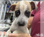 Small #2 Mutt