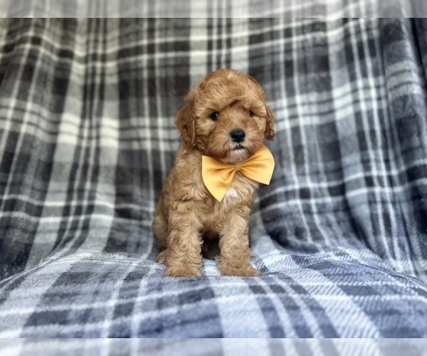 Medium Photo #1 Cavapoo Puppy For Sale in LAKELAND, FL, USA