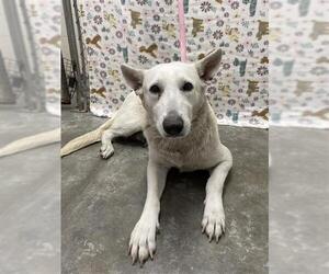 German Shepherd Dog Dogs for adoption in Rosenberg, TX, USA