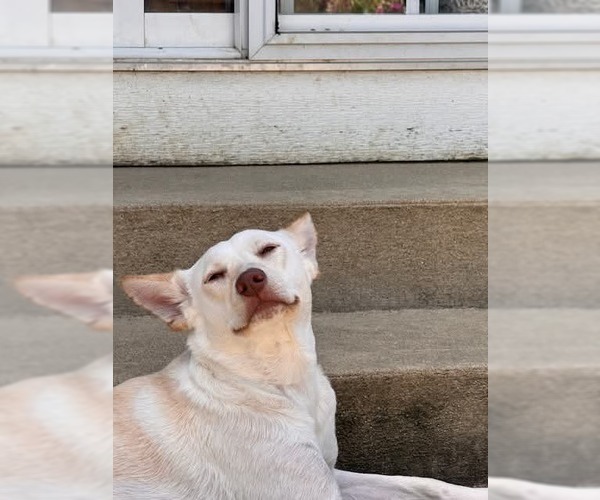 Medium Photo #5 Siberian Husky-Unknown Mix Puppy For Sale in Germantown, OH, USA