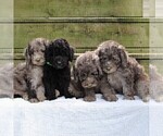 Small Photo #2 Goldendoodle-Poodle (Miniature) Mix Puppy For Sale in GAP, PA, USA