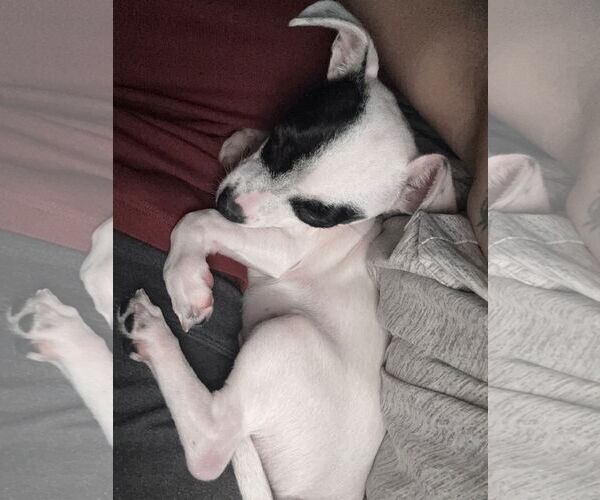 Medium Photo #7 Chihuahua-Unknown Mix Puppy For Sale in Valrico, FL, USA