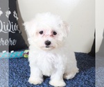 Small #4 Maltese
